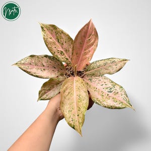 Aglaonema Golden Boy Rare Uniqe Ornamental Plant