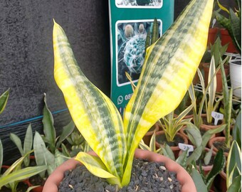 Sansevieria Superba Simplek Variegated Rara Planta De Serpiente Uniqe