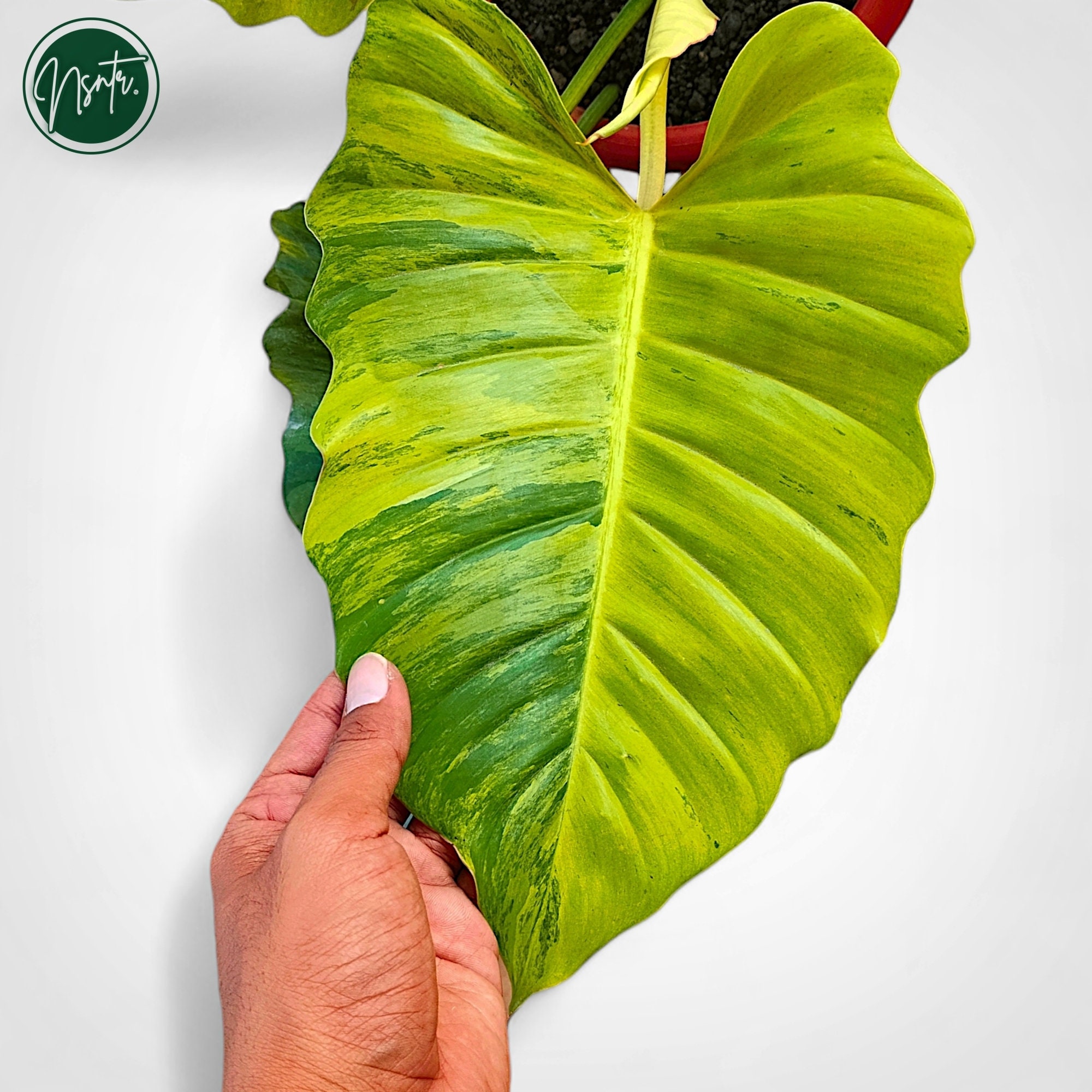 フィロデンドロン ジャングル フィーバー 斑入り 成熟したリアル