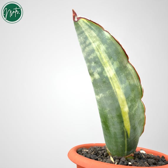 サンセベリア ドラゴンウィング 斑入り 希少 ユニーク サンセベリア