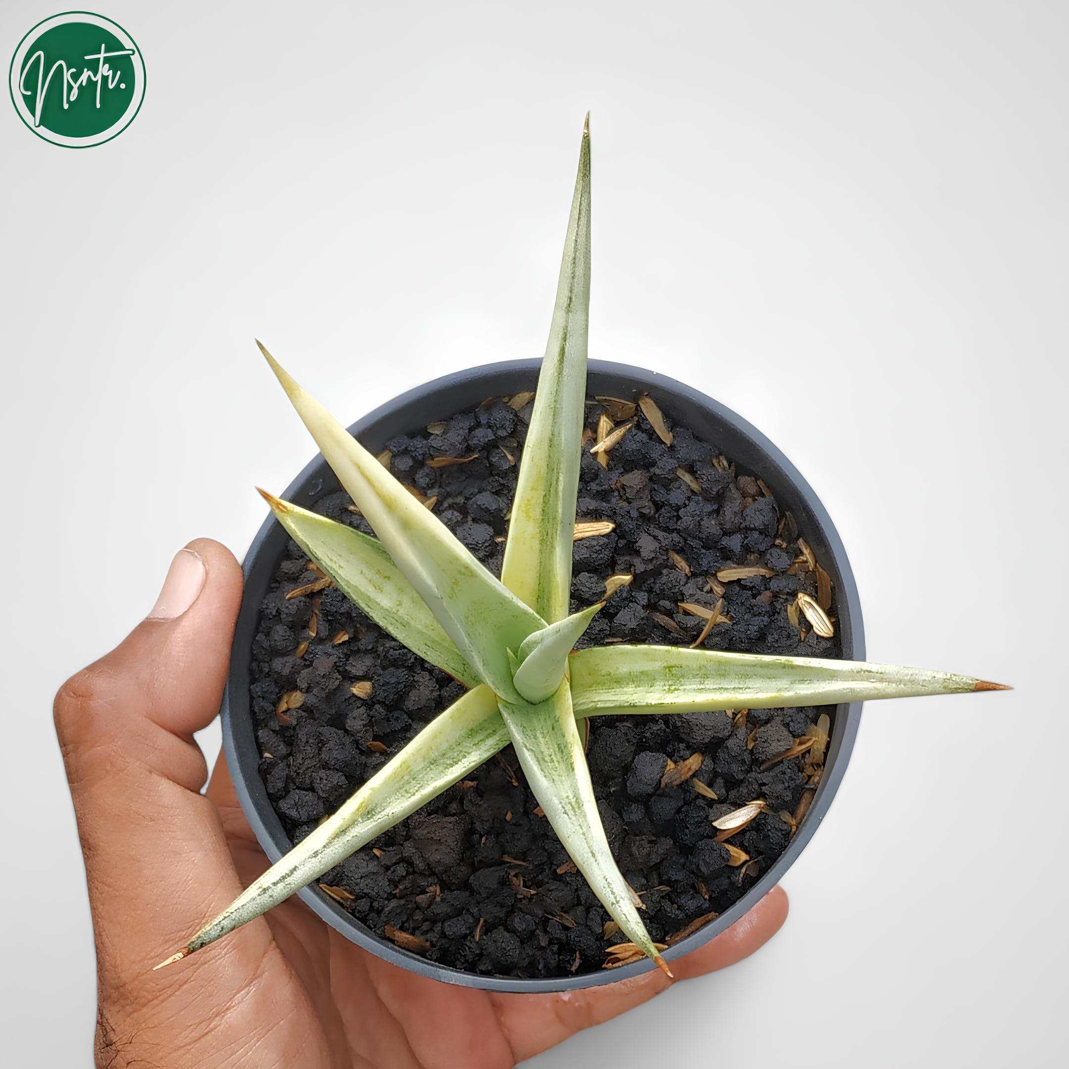 Sansevieria Silver Nymph Variegated Rare Uniqe Snake Plant - Etsy