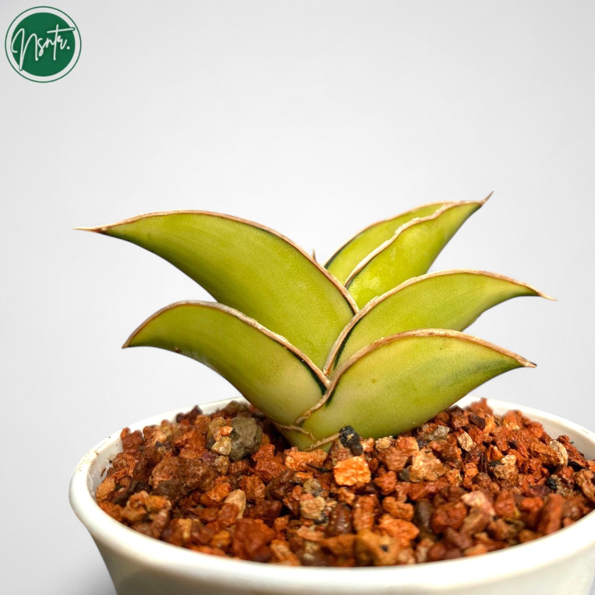 Sansevieria Rorida Aurea Variegated Rare Uniqe Snake Plant - Etsy