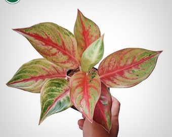 Aglaonema Red Panama Rare Uniqe Plant