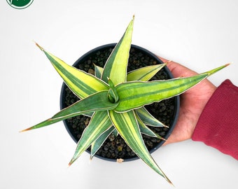 Sansevieria Johannesburg Variegated Rare Uniqe Snake Plant - Etsy