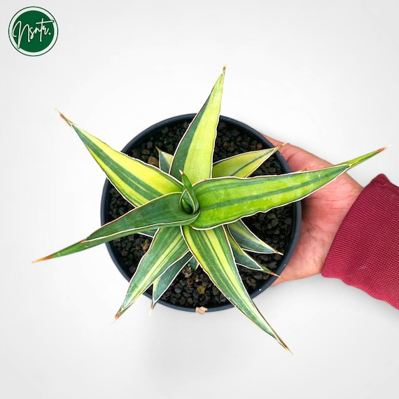 Sansevieria Johannesburg Variegated Rare Uniqe Snake Plant - Etsy