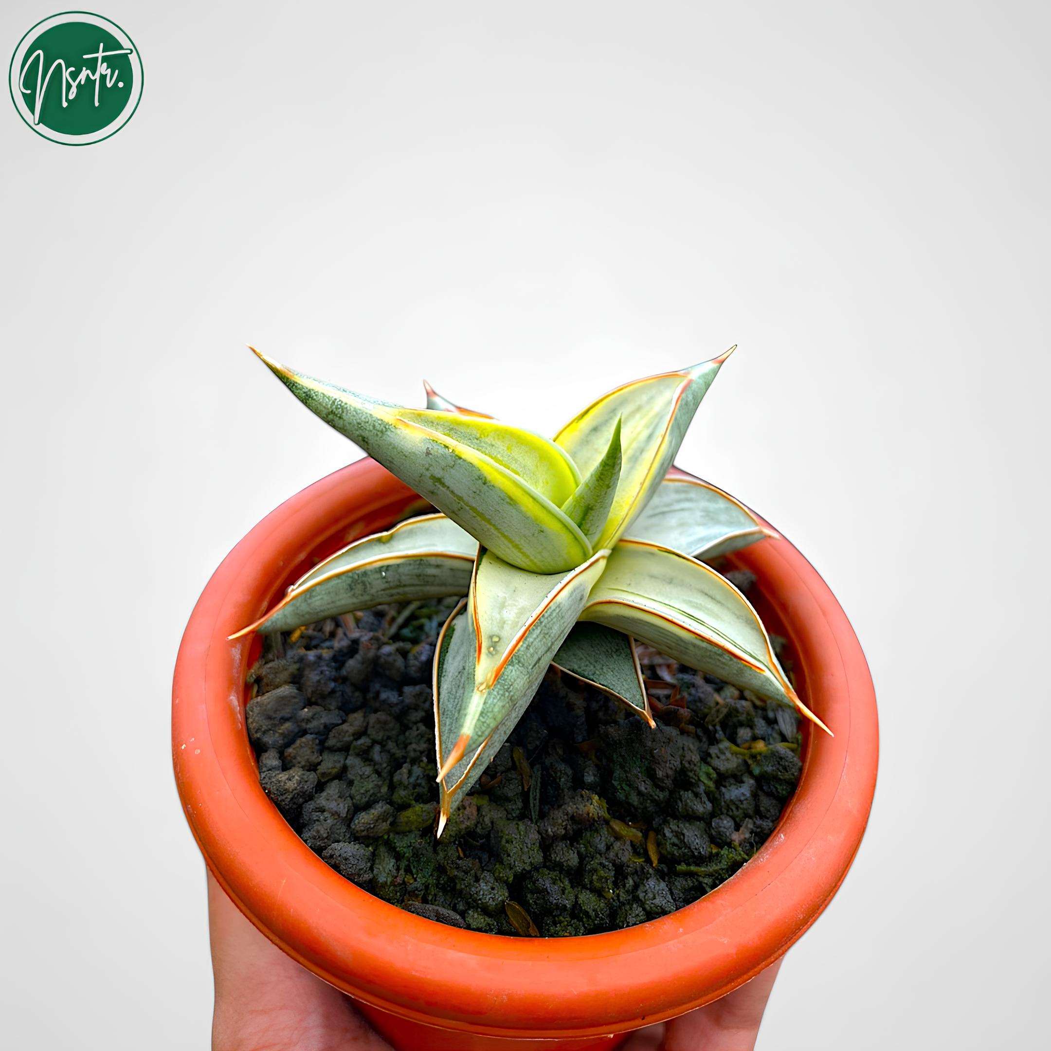 サンスベリア Sansevieria Tiger Blue variegated サンスベリア Sansevieria Tiger Blue variegated Sansevieria tiger