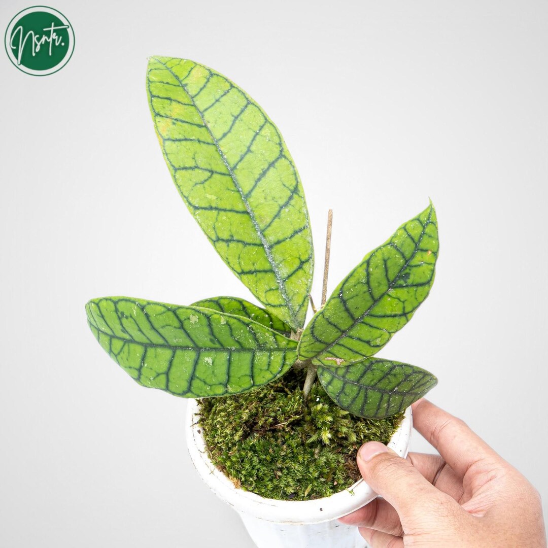 Hoya Callistophylla Rare Uniqe Jungle Plant - Etsy