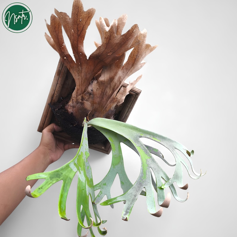Op de afbeelding: Een hertshoornvaren gemonteerd op een houten plaat. De varen heeft grote, geweivormige bladeren in bruin- en groentinten. De houten plaat is vierkant en heeft een natuurlijke houten afwerking. Een groen cirkelvormig logo is zichtbaar.