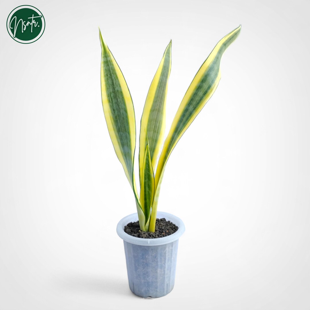 Sansevieria Craigii Osaka Variegated Rare Uniqe Snake Plant - Etsy