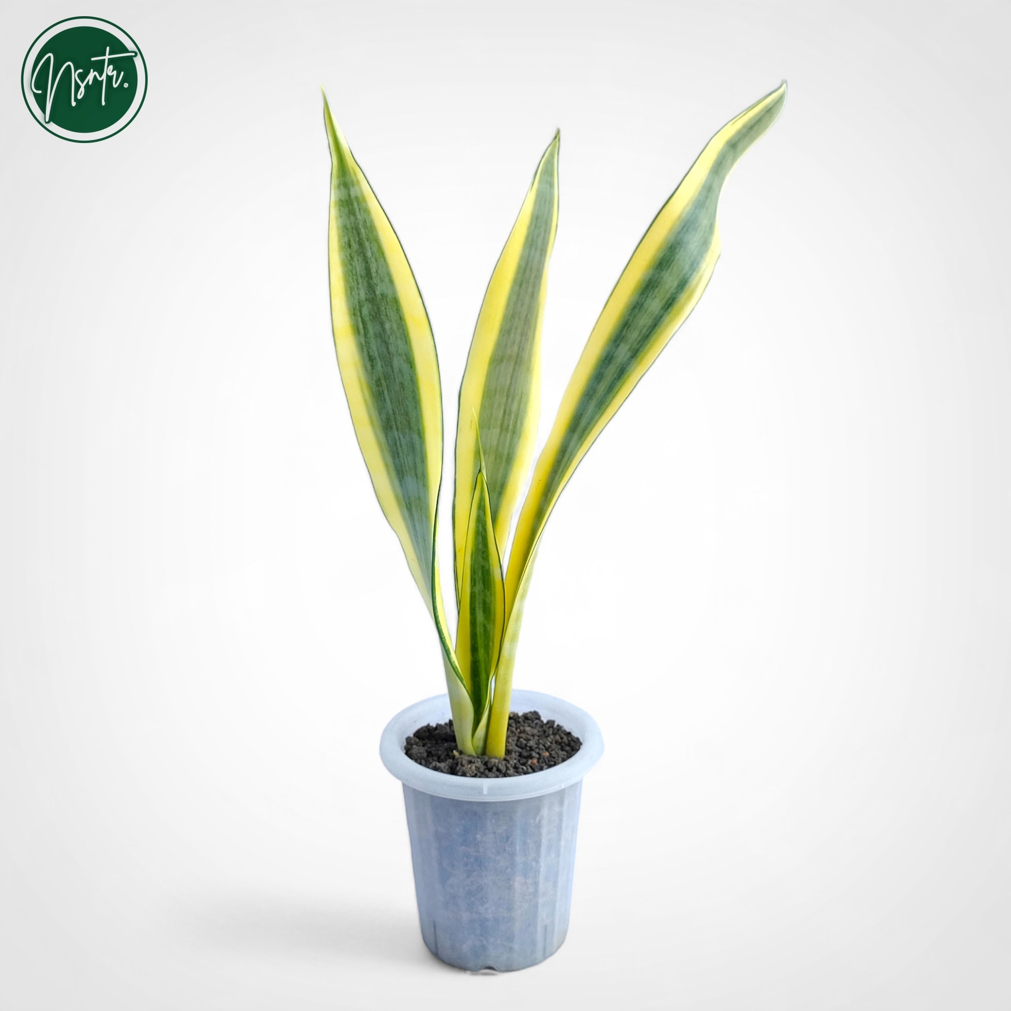 Sansevieria Craigii Osaka Variegated Rare Uniqe Snake Plant - Etsy