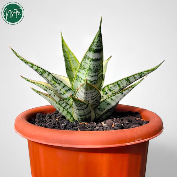 Sansevieria Sweet Celery Variegated Rare Uniqe Snake Plant - Etsy