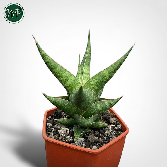 Sansevieria sp Pemba type 4 - Pemba, Mozambique species