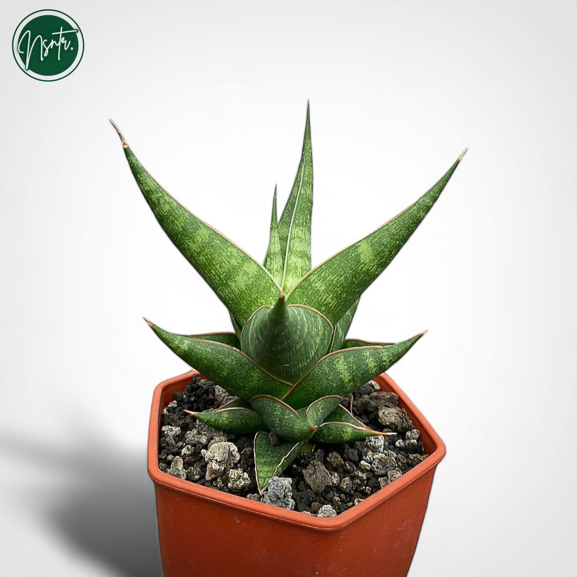 Sansevieria Hybrid Prabu Rare Uniqe Snake Plant - Etsy