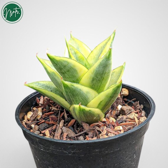 Sansevieria Hybrid Pagoda Variegated Rare Uniqe Snake Plant - Etsy