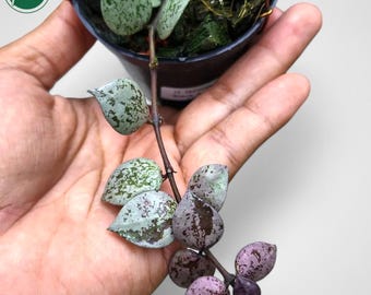 Hoya Lacunosa Black Aurora Rare Uniqe Jungle Plant - Etsy Canada