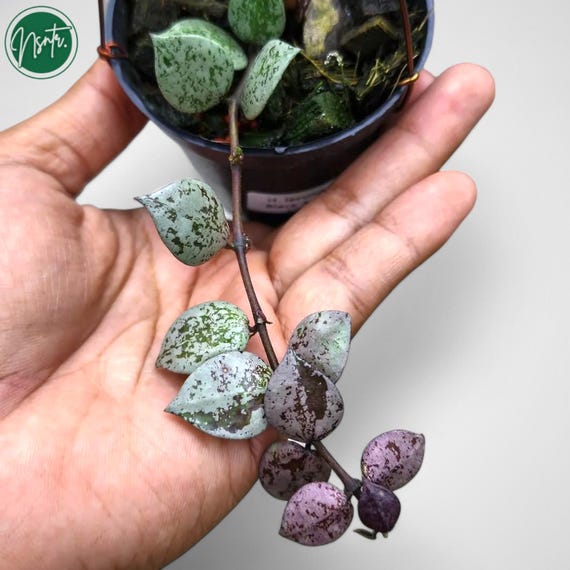 Hoya Lacunosa Black Aurora Rare Uniqe Jungle Plant - Etsy