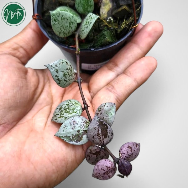 Può includere: Primo piano di una piccola pianta in vaso con viti rampicanti. Le foglie sono un mix di verde e argento, alcune foglie hanno una sfumatura viola.