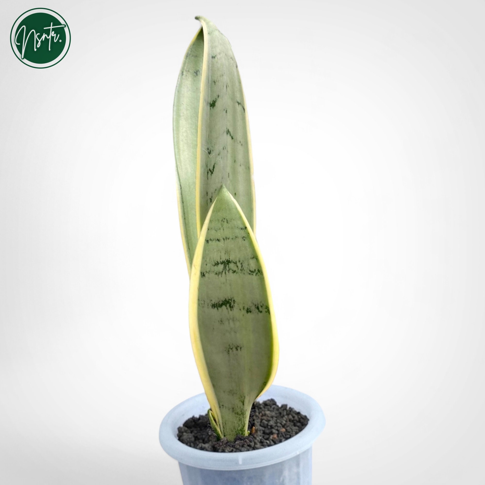 Green　オールドサンルイヴァージニア Virginiaサラダプレート CALIFORNIA 78 EX VIN は爽やかな白ベース と個性的なヴィンテージ