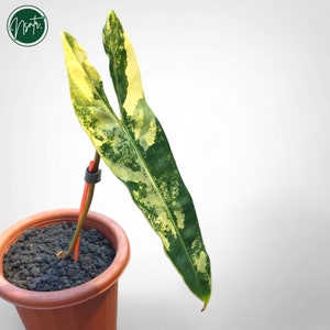 May include: A variegated houseplant with green and yellow leaves in a brown pot. The plant has a single stem with a single leaf.