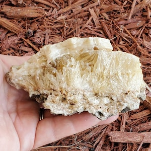 Honey Calcite Fossilized Clam Shell aka Mercenaria Permagna 4.25"