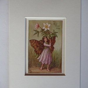 Flower Fairies/Fairy: The WIND FLOWER FAIRY Vintage Print 1930&#39;s/40&#39;s by Cicely Mary Barker. Spring Fairy, Mounted