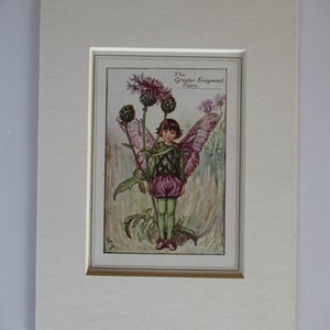 Flower Fairies/Fairy: The GREATER KNAPWEED FAIRY, Vintage Print, Rare, 1927, by Cicely Mary Barker, Summer Fairy, Mounted