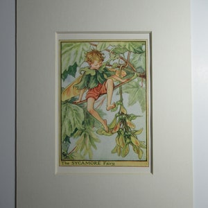 Flower Fairies/Fairy: The SYCAMORE FAIRY, Tree Fairy, Vintage Print, 1930&#39;s/40&#39;s, by Cicely Mary Barker, Mounted