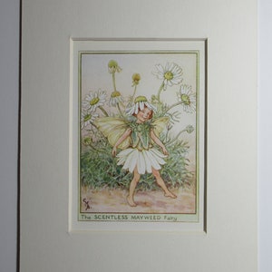 Flower Fairies/Fairy: The SCENTLESS MAYWEED FAIRY, Wayside Fairy, Vintage Print, 1930's/40's, by Cicely Mary Barker, Mounted