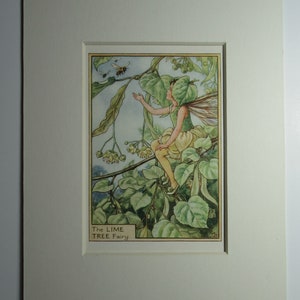 Flower Fairies/Fairy: The LIME TREE FAIRY, Tree Fairy, Vintage Print, 1930&#39;s/40&#39;s, by Cicely Mary Barker, Mounted