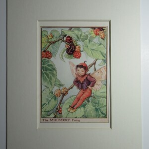 Flower Fairies/Fairy: The MULBERRY FAIRY, Tree Fairy, Vintage Print, 1930&#39;s/40&#39;s, by Cicely Mary Barker, Mounted