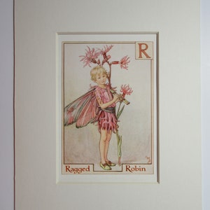 Alphabet Flower Fairies/Fairy: R for RAGGED ROBIN FAIRY, Vintage Print, 1930&#39;s/40&#39;s, by Cicely Mary Barker, Mounted