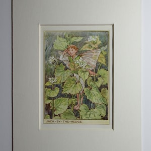 Flower Fairies/Fairy: The JACK by the HEDGE FAIRY, Wayside Fairy, Vintage Print, 1930&#39;s/40&#39;s, by Cicely Mary Barker, Mounted