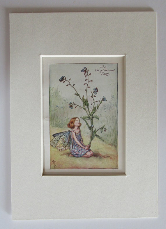 The Forget-me-not Fairy 額装アート Flower Fairies/fairy: the FORGET ME NOT Fairy, Vintage Print