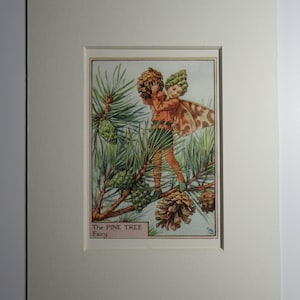 Flower Fairies/Fairy: The PINE TREE FAIRY, Tree Fairy, Vintage Print, 1930&#39;s/40&#39;s, by Cicely Mary Barker, Mounted