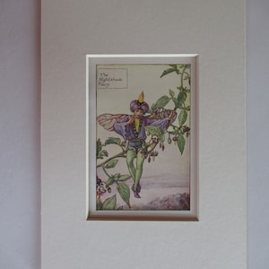 Flower Fairies/Fairy: The NIGHTSHADE FAIRY, Summer Fairy, Vintage Print, 1930&#39;s/40&#39;s, by Cicely Mary Barker, Mounted
