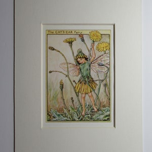 Flower Fairies/Fairy: The CAT&#39;S EAR FAIRY, Wayside Fairy, Vintage Print, 1930&#39;s/40&#39;s, by Cicely Mary Barker, Mounted