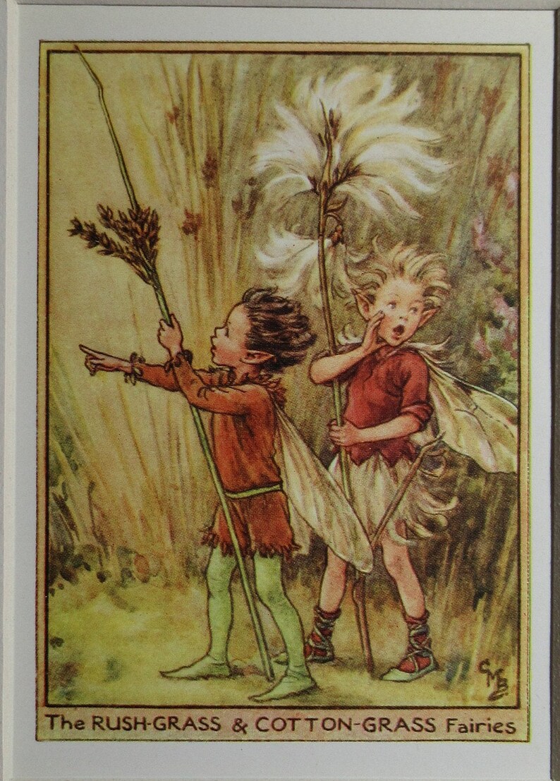 May include: Two fairies, one with brown hair and one with blonde hair, stand in a field of tall grass. The fairy with brown hair holds a stalk of rush grass and points to the right. The fairy with blonde hair holds a stalk of cotton grass and looks surprised. The text "The RUSH-GRASS & COTTON-GRASS Fairies" is at the bottom of the image.