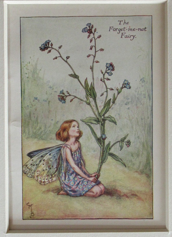 The Forget-me-not Fairy 額装アート Flower Fairies/fairy: the FORGET ME NOT Fairy, Vintage Print