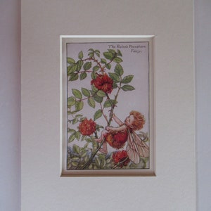 Flower Fairies/Fairy: The ROBINS PINCUSHION FAIRY, Autumn Fairy, Vintage Print, 1930&#39;s/40&#39;s, by Cicely Mary Barker, Mounted