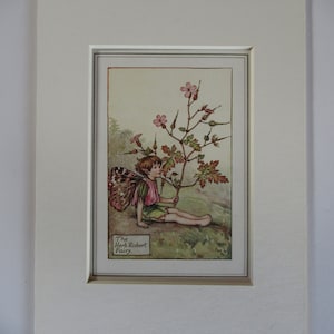 Flower Fairies/Fairy: The HERB ROBERT Fairy, Vintage Print, Rare, 1927, di Cicely Mary Barker, Summer Fairy, Mounted