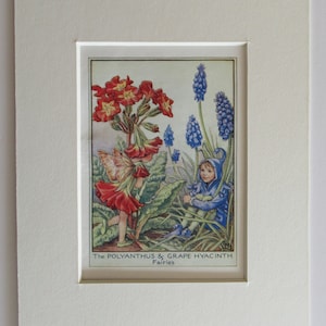 Flower Fairies/Fairy: The POLYANTHUS & GRAPE HYACINTH Fairies, Vintage Print, 1930&#39;s/40&#39;s, by Cicely Mary Barker, Garden Fairy, Mounted