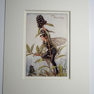 Puede incluir: Un hada con alas trepa por una rama de un arbusto de ligustro con bayas oscuras. El texto "The Privet Fairy" está impreso sobre el hada.