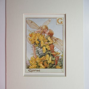 Könnte beinhalten: Ein gerahmter Druck mit einer skurrilen Illustration von zwei Feen, die sich inmitten gelber Blumen küssen. Das Wort "Gorse" ist unter dem Bild aufgedruckt. Das Kunstwerk ist auf einem weißen Passepartout mit rotem Rand.