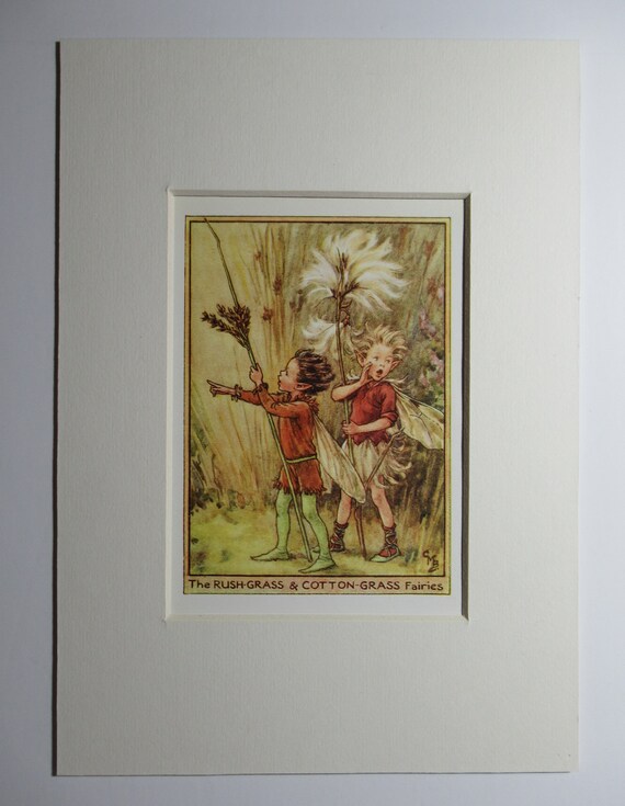 Flower Fairies/Fairy: The Rush Cotton & Cotton Grass FAIRY, Wayside Fairy, Vintage Print, 1930's/40's, by Cicely Mary Barker, Mounted