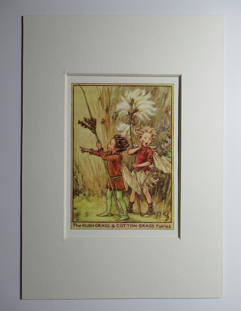 May include: Two fairies, one with a brown and green outfit and the other with a red and white outfit, stand in a field of tall grass. The fairy on the left holds a long, thin stalk of grass, while the fairy on the right holds a large, white cotton-like flower. The text "The RUSH-GRASS & COTTON-GRASS Fairies" is printed below the image.
