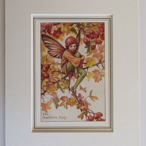 Flower Fairies/Fairy: The HAWTHORN FAIRY, Vintage Print, Rare 1927, by Cicely Mary Barker, Autumn Fairy, Mounted