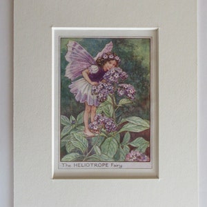 Flower Fairies/Fairy: The HELIOTROPE FAIRY, Vintage Print, 1930&#39;s/40&#39;s, by Cicely Mary Barker, Garden Fairy, Mounted