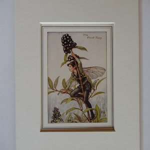 Puede incluir: Una ilustración vintage de un hada posada en una rama de un arbusto de ligustro, sosteniendo un racimo de bayas negras. La ilustración se titula "The Privet Fairy".