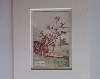 Flower Fairies/Fairy: The HERB ROBERT FAIRY, Summer Fairy, Vintage Print, 1930's/40's, by Cicely Mary Barker, Mounted