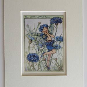 Flower Fairies/Fairy: The CORNFLOWER FAIRY, Vintage Print, 1930&#39;s/40&#39;s, by Cicely Mary Barker, Garden Fairy, Mounted